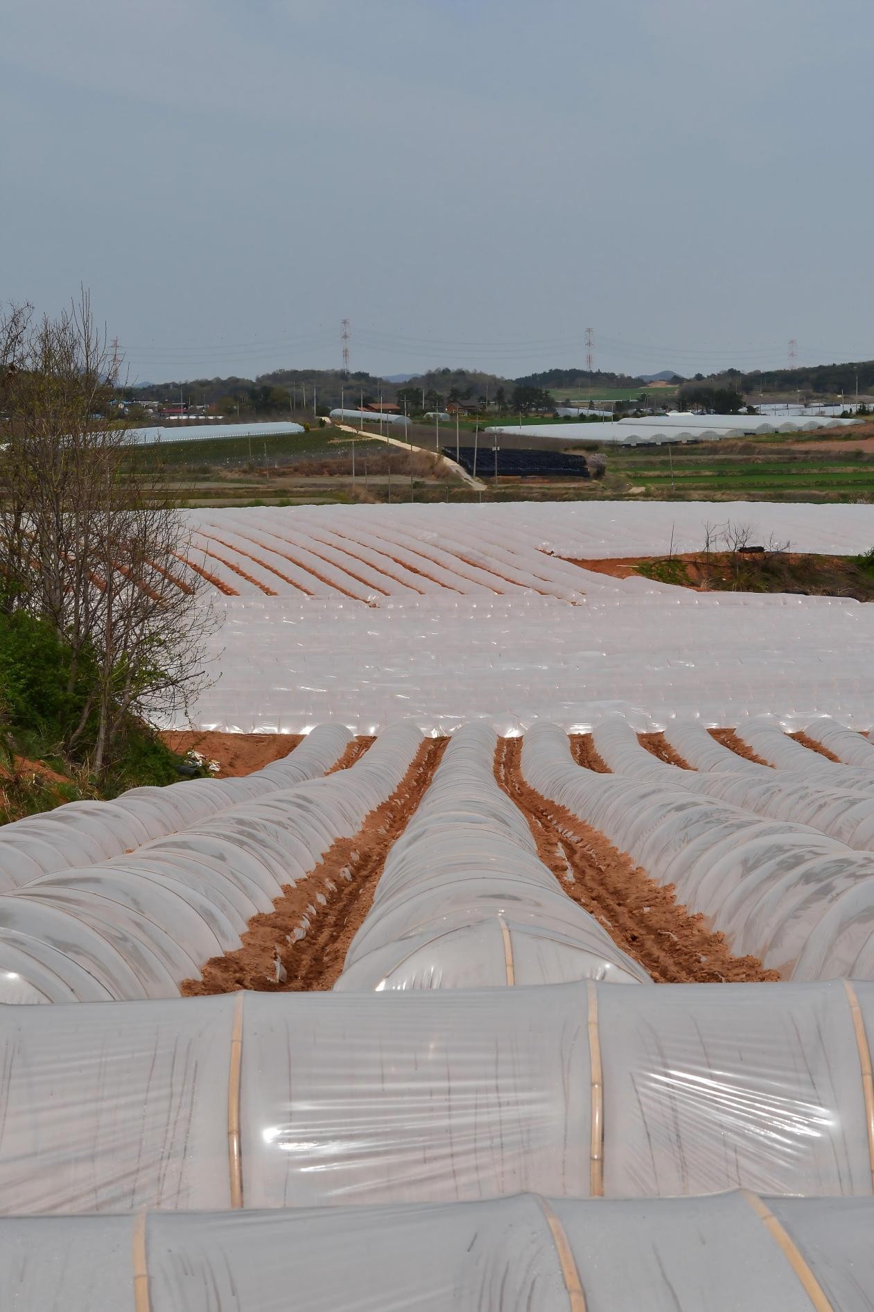 Agricultural Greenhouse Film